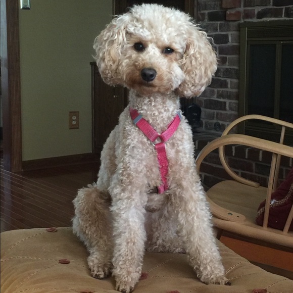 Meet your Posher, Stella - Picture 1 of 1